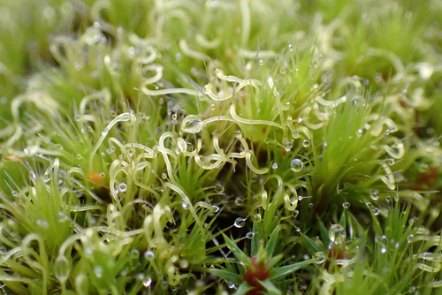 Heath Star-moss