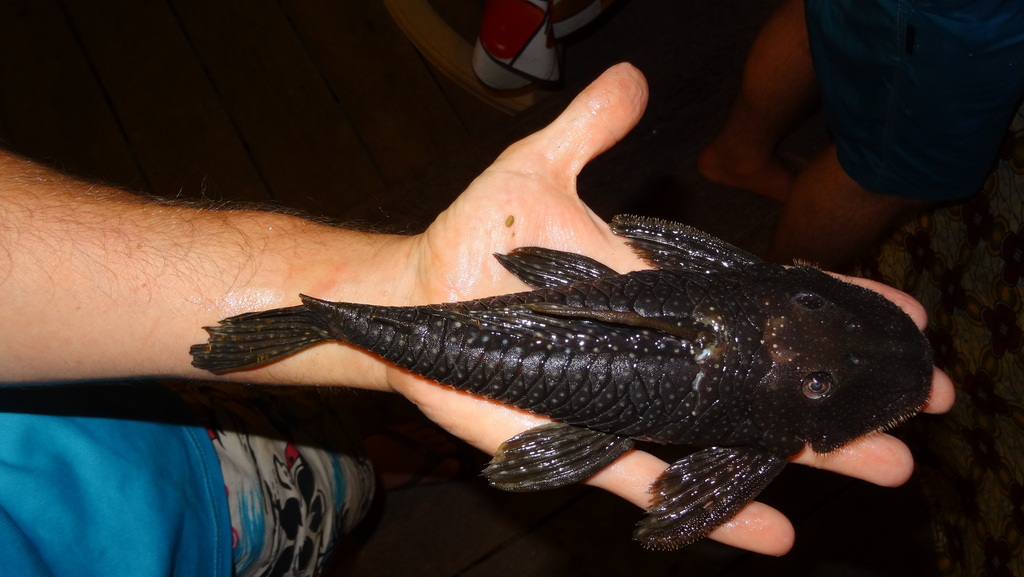 Bearded catfish (Pseudancistrus barbatus) — Loricariidae