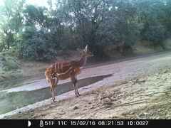 Tragelaphus scriptus