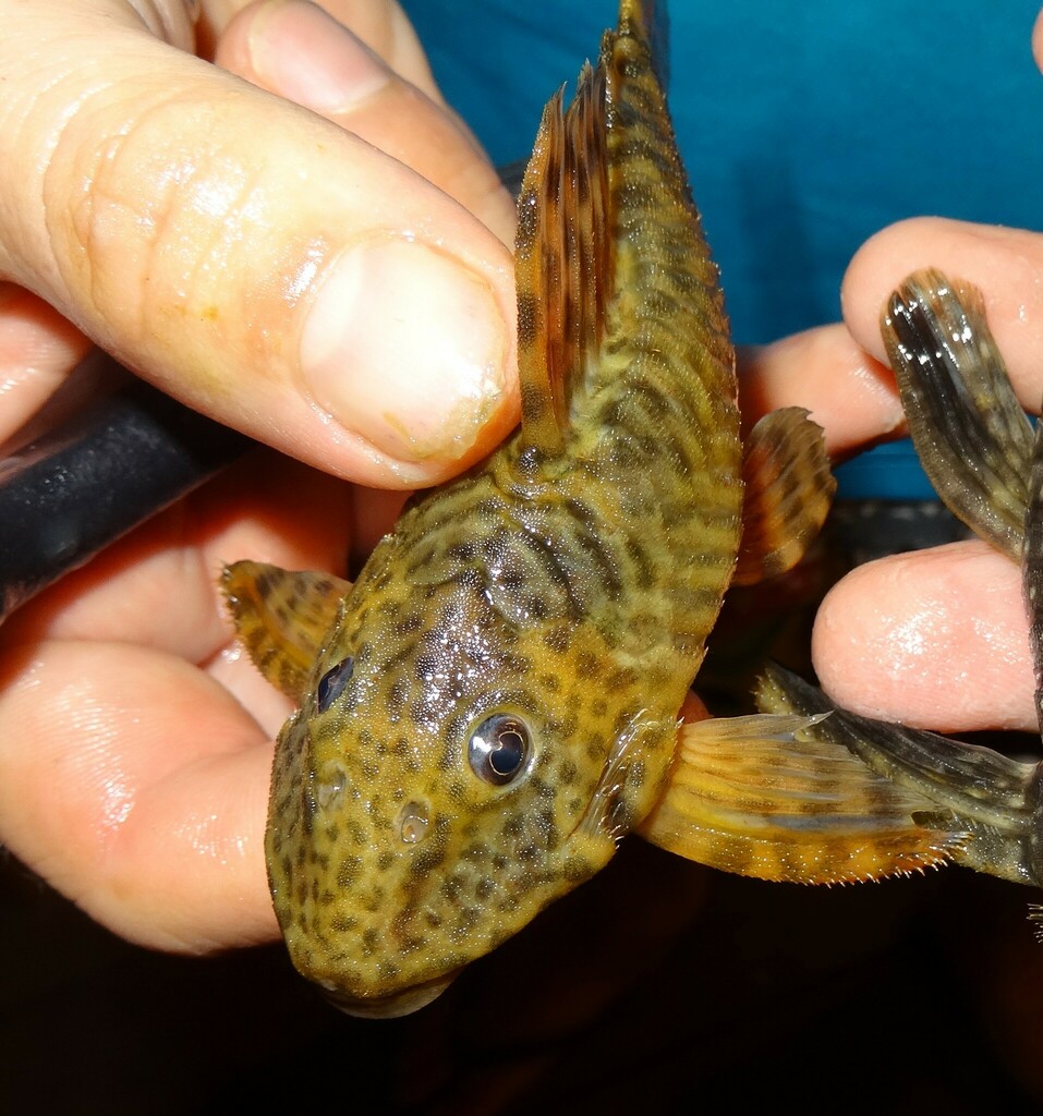 Peckoltia otali