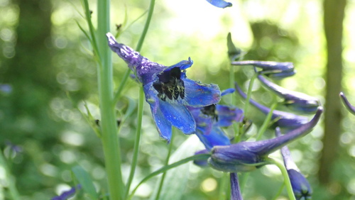 stračia nôžka (Delphinium)