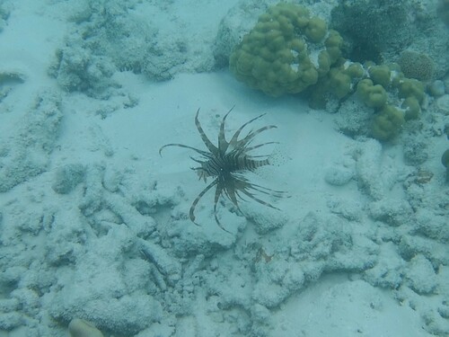 Indian Lionfish (Pterois miles)