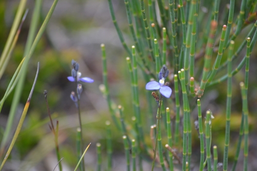 Image of Comesperma defoliatum by (c) Maria Duynisveld, some rights reserved (CC BY)
