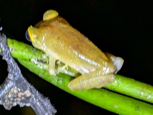 Tandapi Robber Frog, Pristimantis nyctophylax