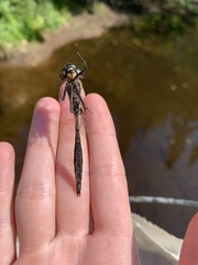 Somatochlora elongata