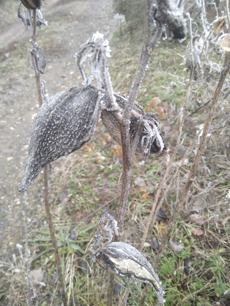 Foto de Flor-de-seda