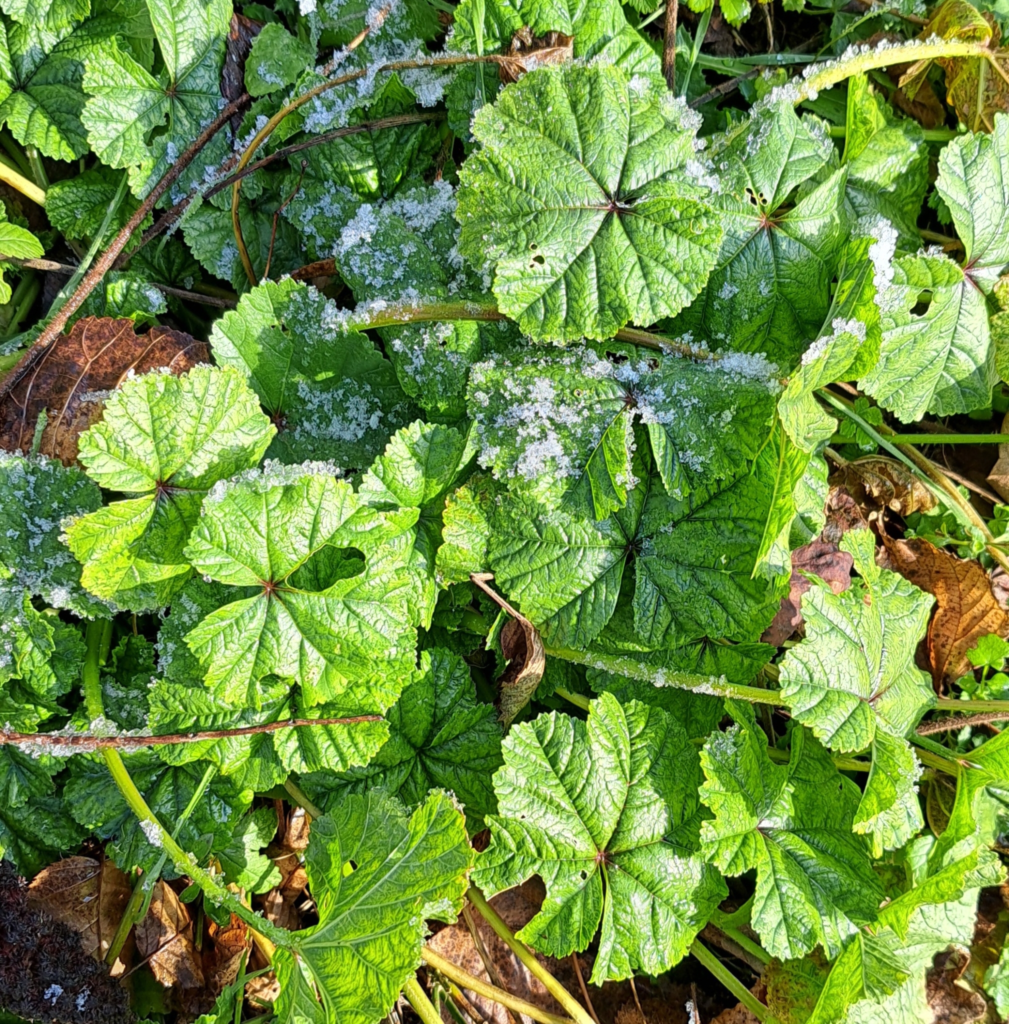 Imagem de Malva-branca