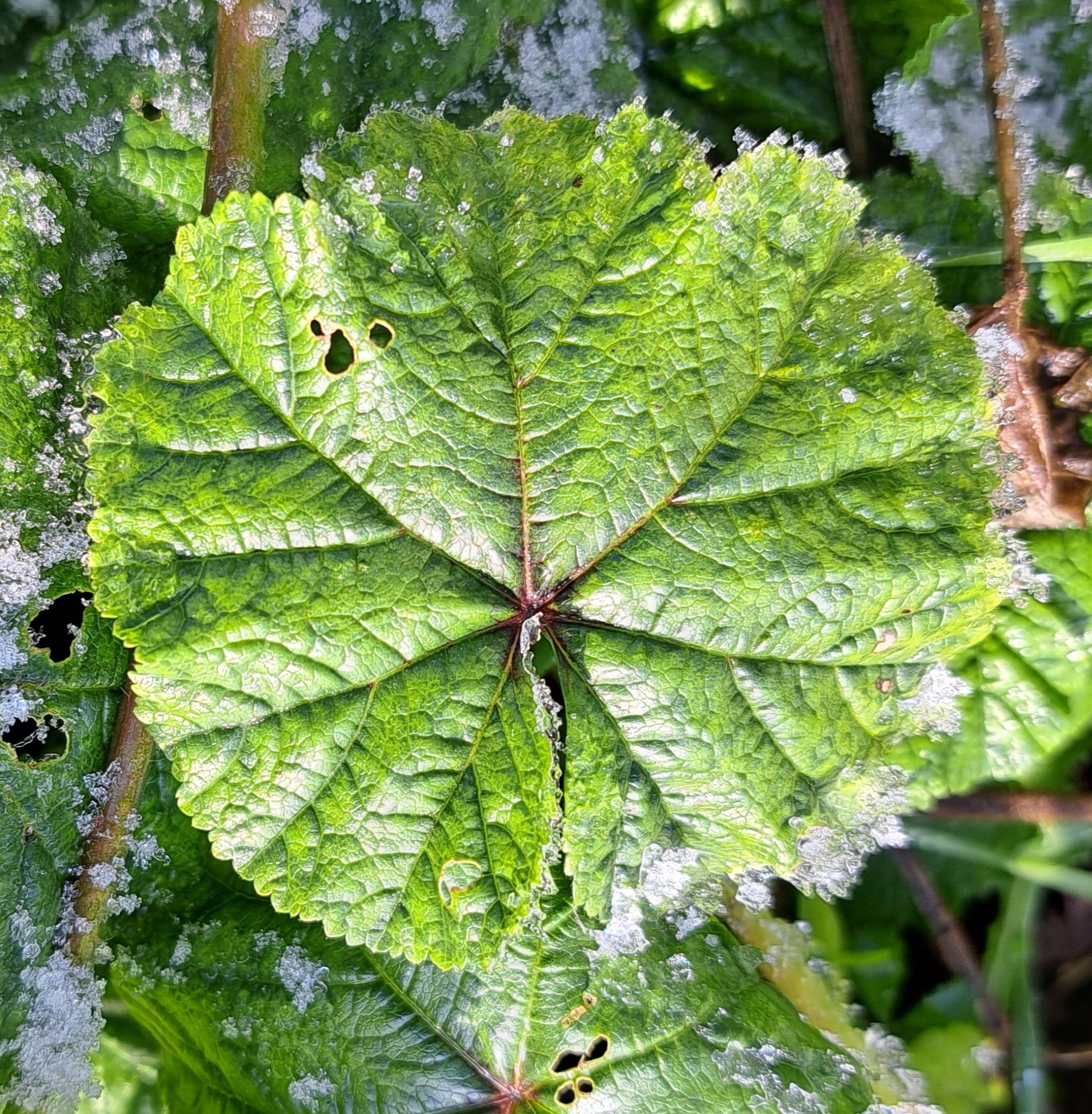 Imagem de Malva-branca