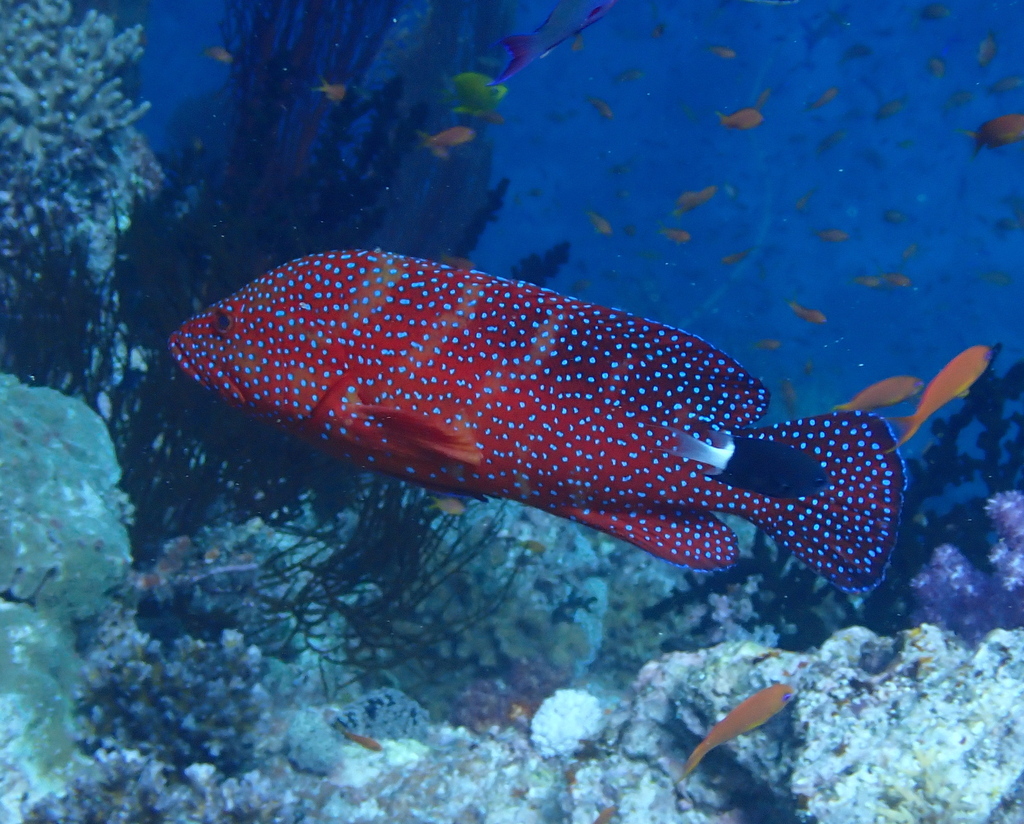 Coral grouper