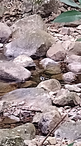 Slaty-backed Forktail (Enicurus schistaceus), photo 5