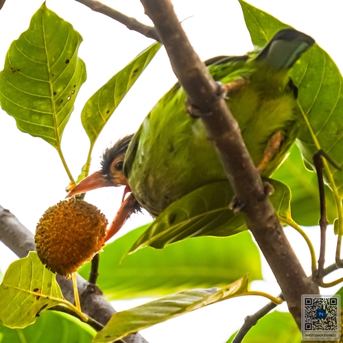 Brown-headed Barbet