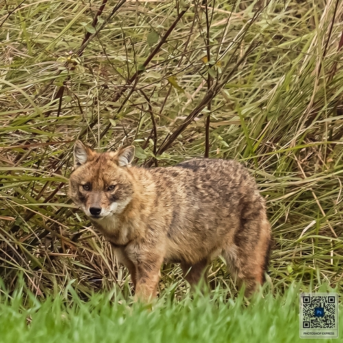 Golden Jackal