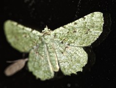 Aeolochroma viridicata