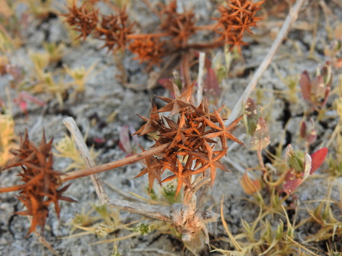 Image of Damasonium bourgaei by (c) Duarte Frade, some rights reserved (CC BY)