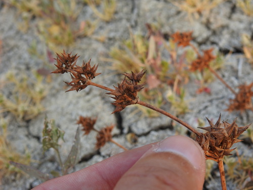 Image of Damasonium bourgaei by (c) Duarte Frade, some rights reserved (CC BY)