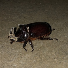 Oryctes nasicornis corniculatus