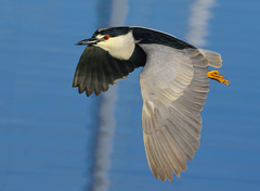 Black-Crowned Night Heron photo 4