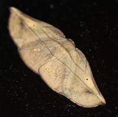 Xenomusa metallica