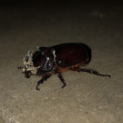 Oryctes nasicornis corniculatus