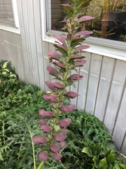 Acanthus spinosus