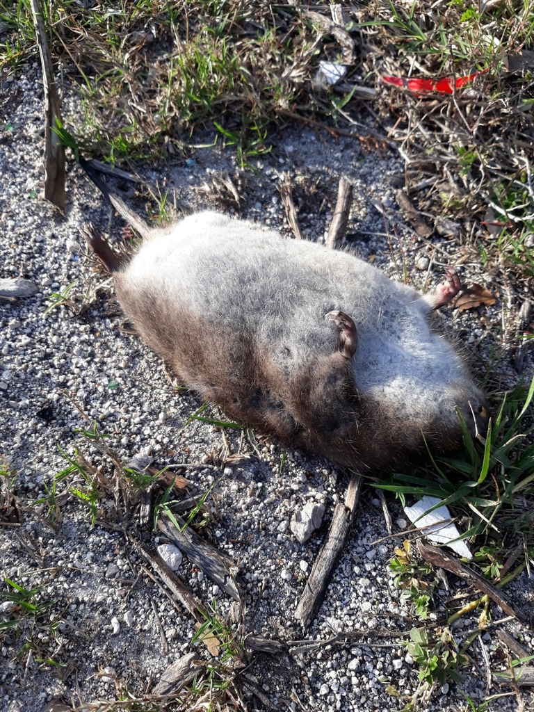 Round-tailed Muskrat from Miami, FL 33190, USA on February 3, 2019 at ...