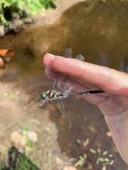 Somatochlora elongata