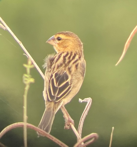 Asian Golden Weaver