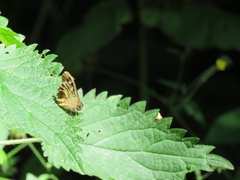 Pararge aegeria
