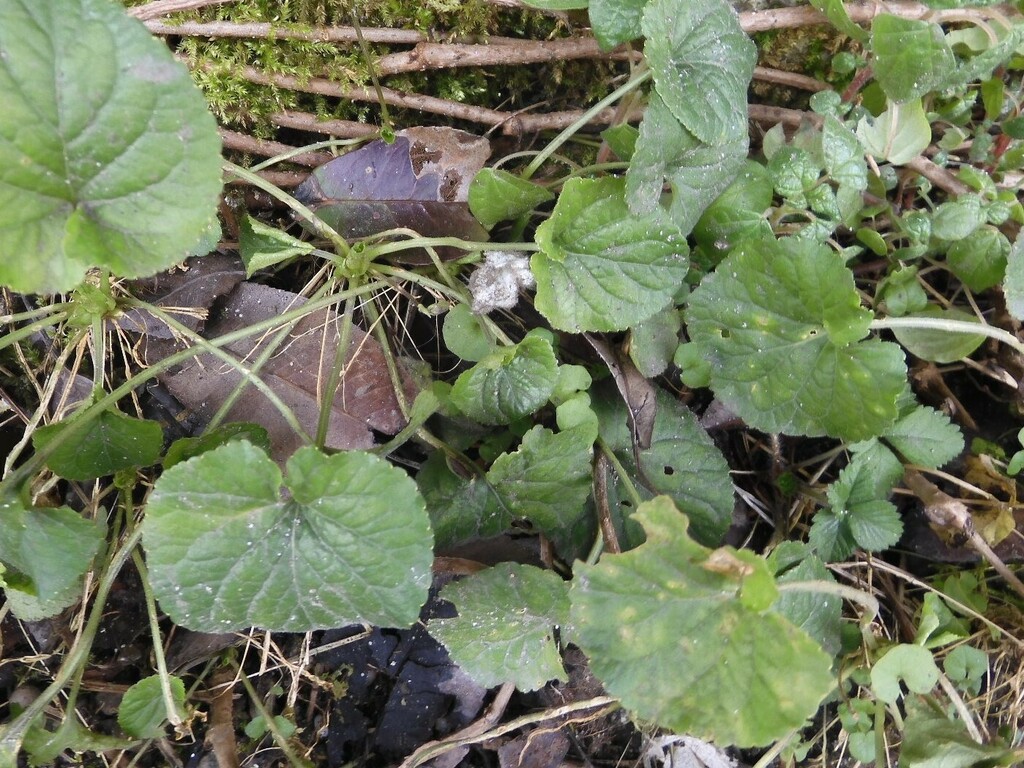 Foto de Violeta