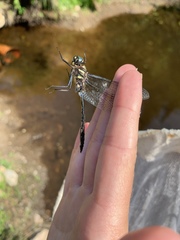 Somatochlora elongata