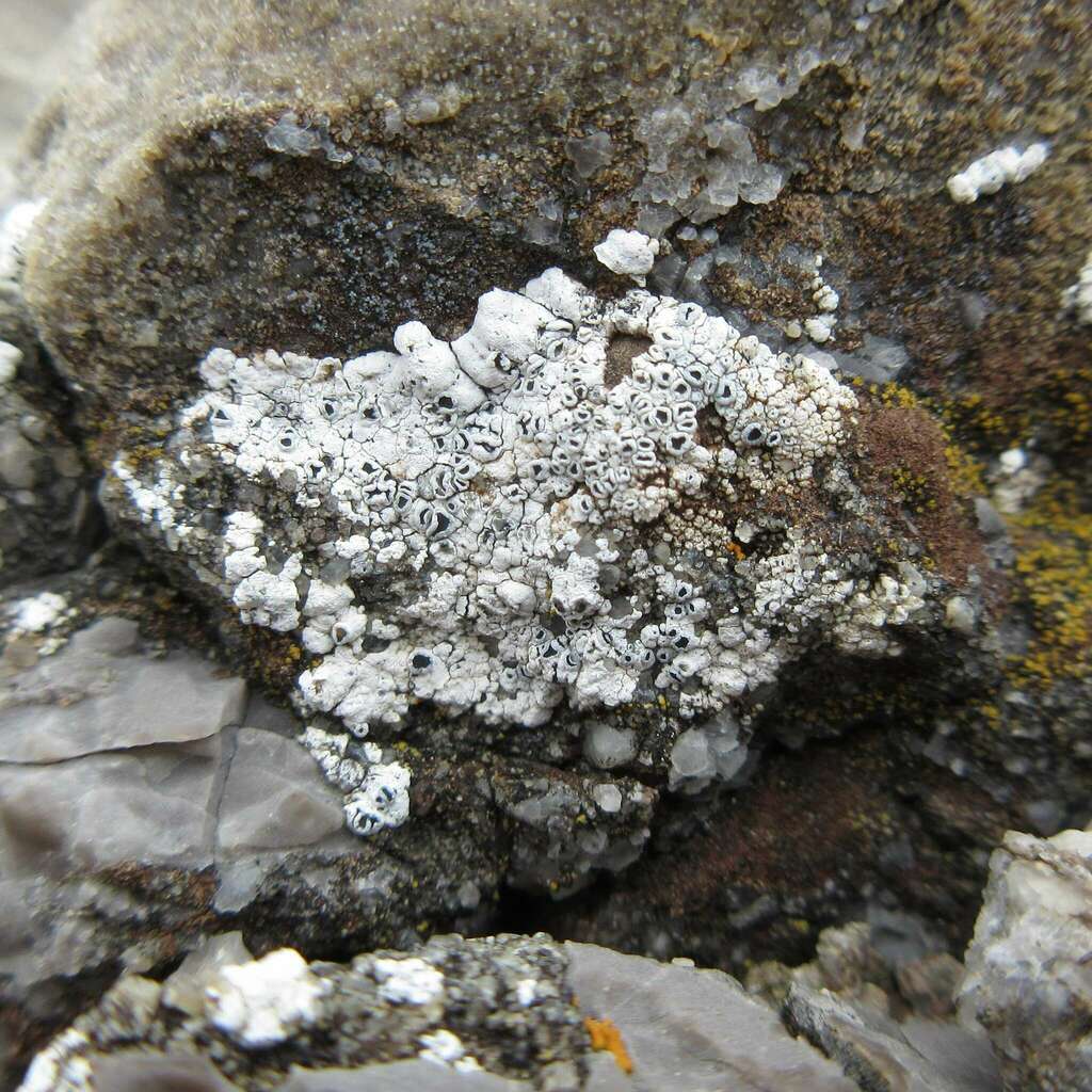 Myriolecis schofieldii