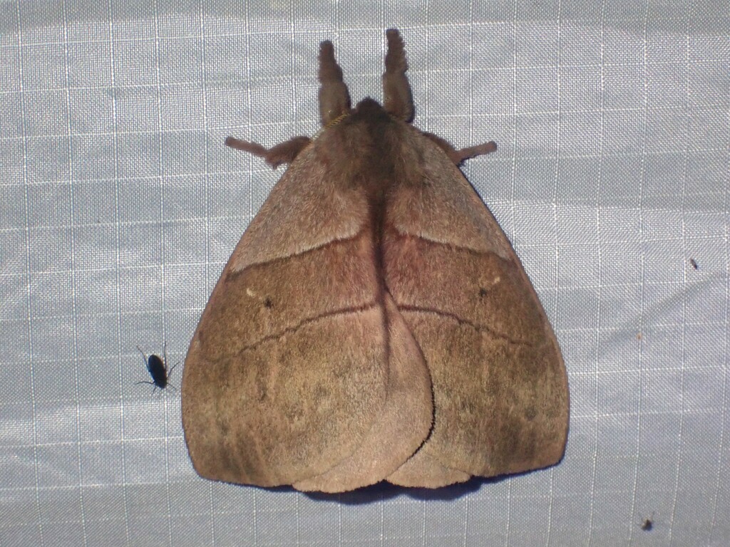 Periphoba augur