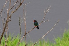 Eurystomus orientalis orientalis