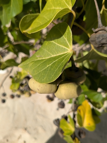 Thespesia populnea