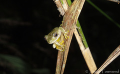 Ptychohyla hypomykter