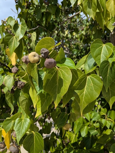 Thespesia populnea