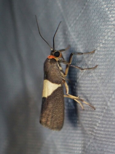 Lamprostola unifasciella