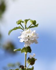 Lantana velutina