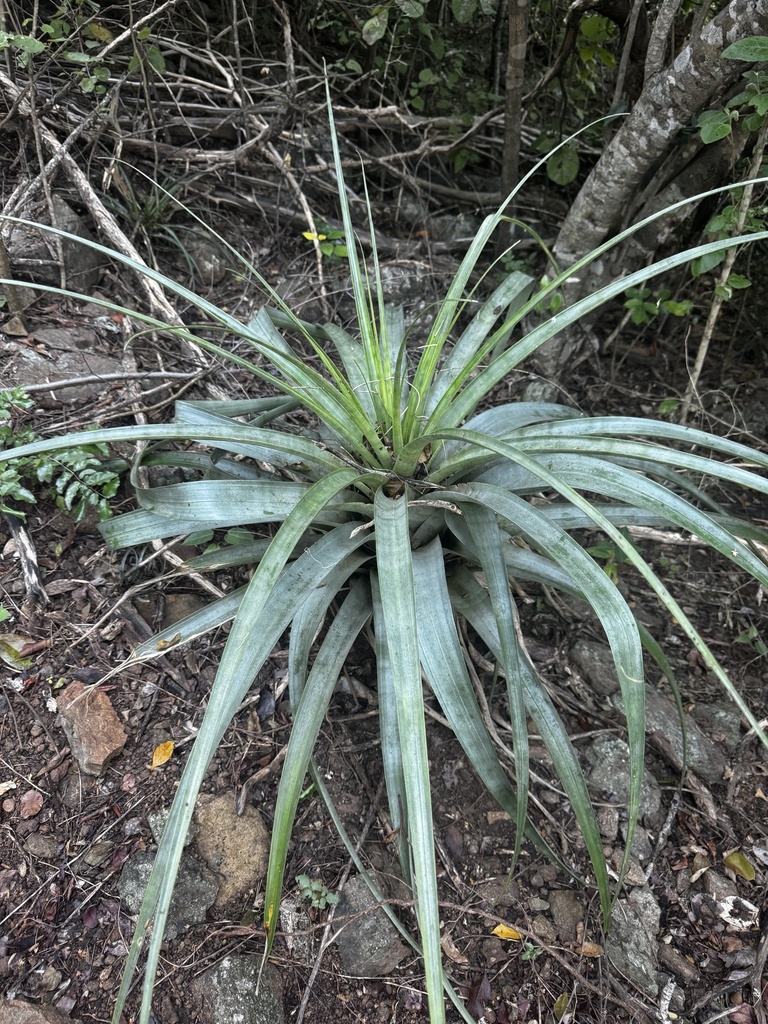 Foto de Bromélia