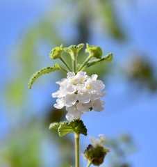 Lantana velutina