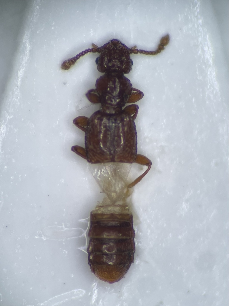 Plectophloeus fischeri