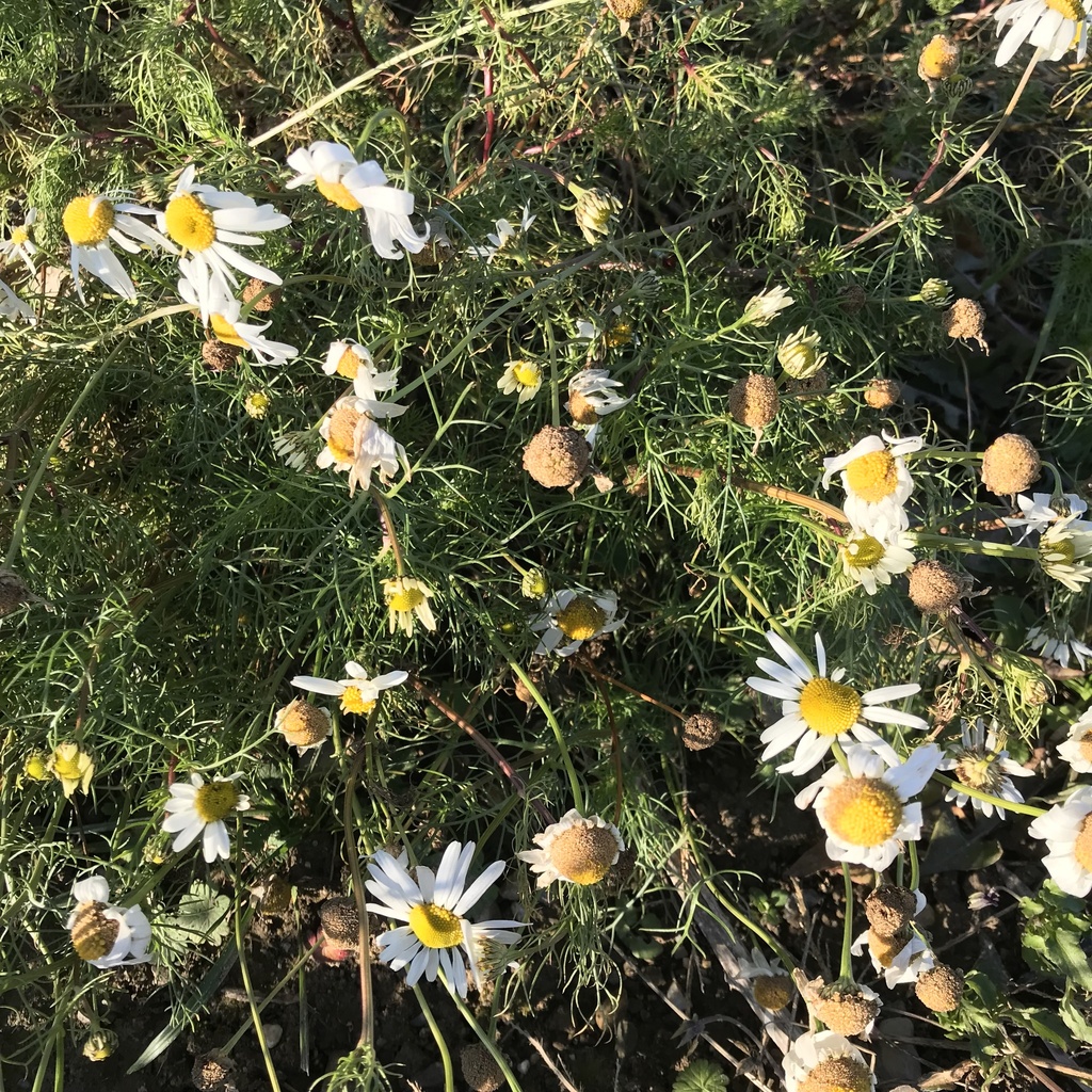 Foto de Margaridinha