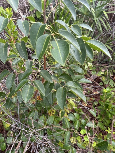 Maçaranduba