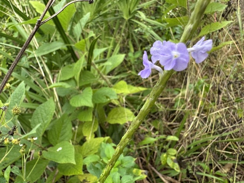 Foto de Verbena de Nanã