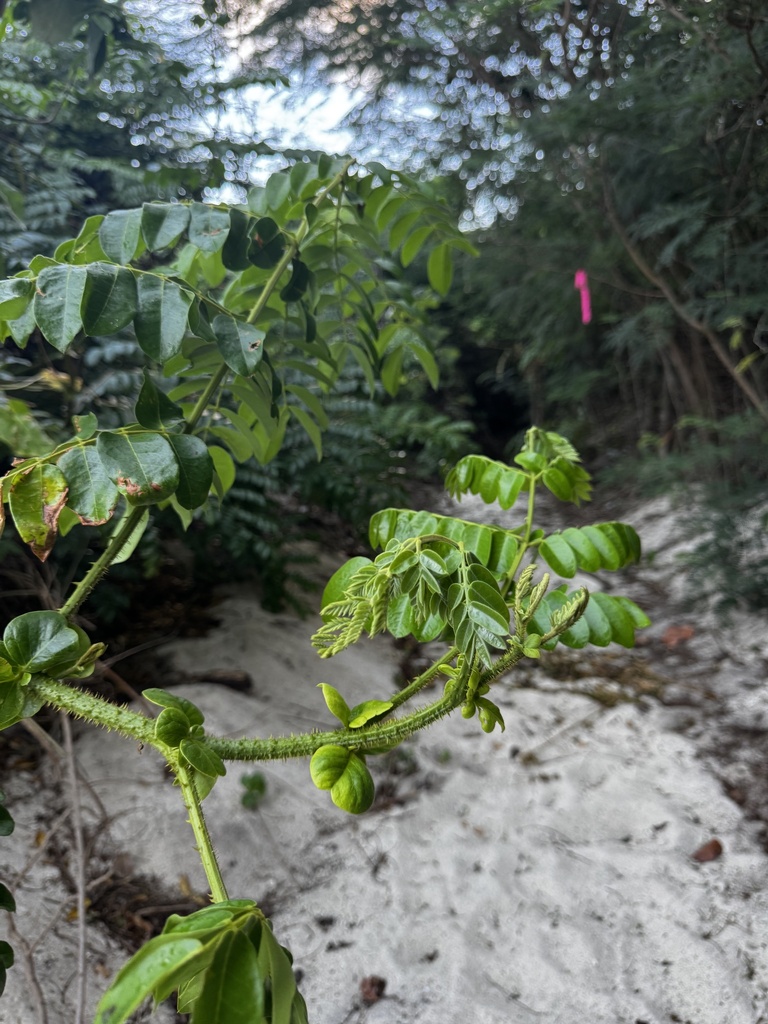 Foto de Mucunã-de-caroço