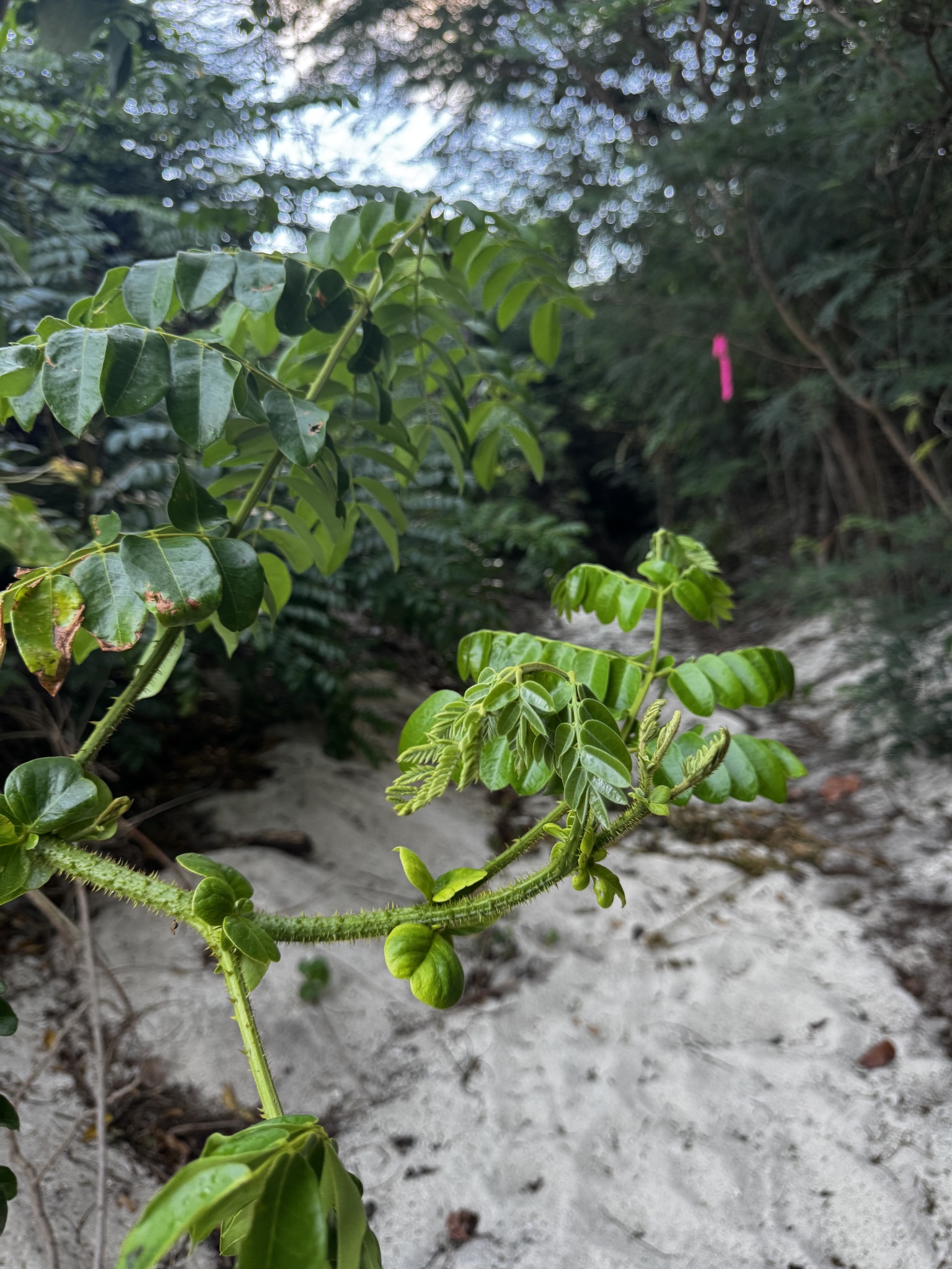 Imagem de Mucunã-de-caroço