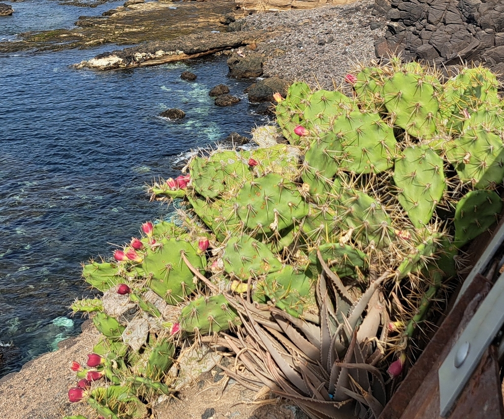 Foto de Palma de espinhos