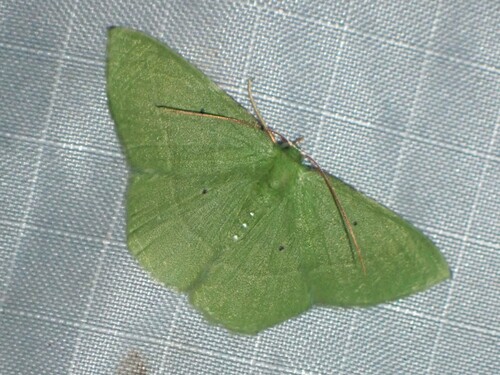 Phrudocentra pupillata