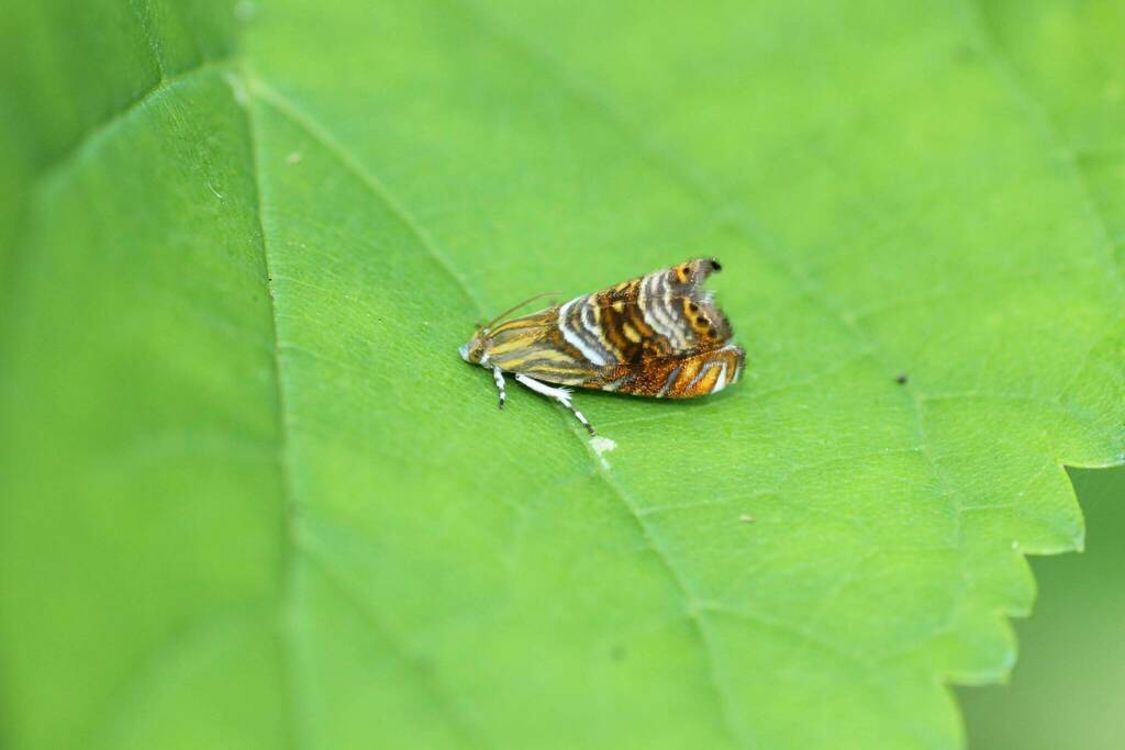 Charitographa