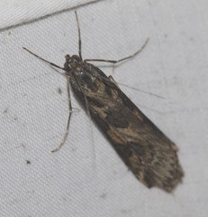 Nomophila corticalis